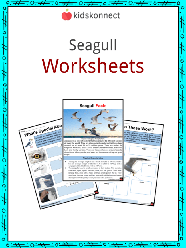 Seagull Worksheets & Facts
