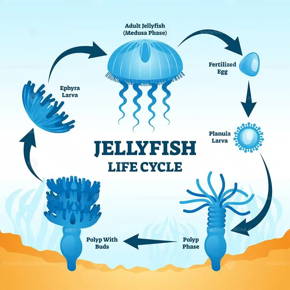Jellyfish Life Cycle Educational Labeled Diagram Vector Illustration