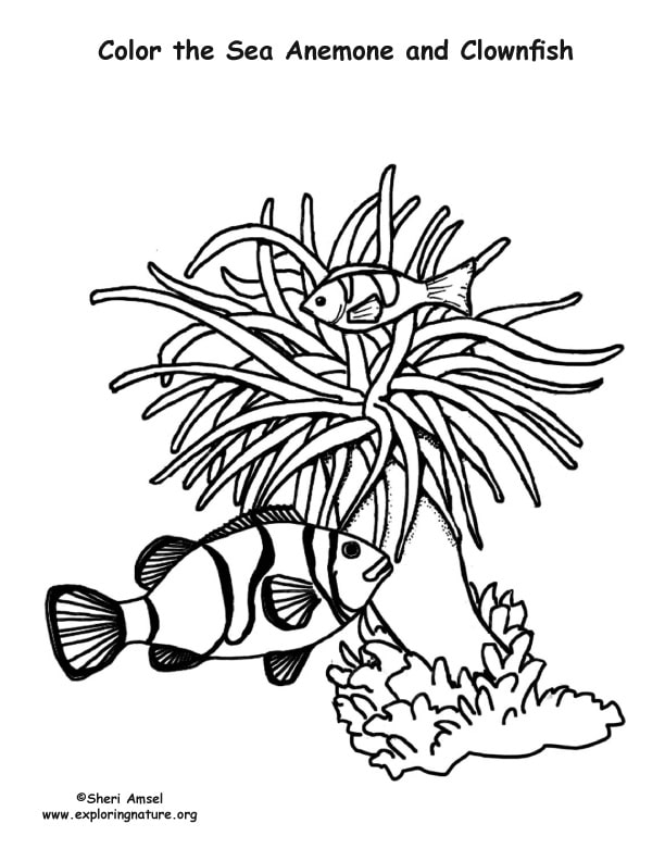 Sea Anemone And Clownfish